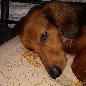 Meet your Posher, Lisa